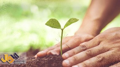 مهاباد,اخبار مهاباد,هه وال,روز درختکاری,هفته منابع طبیعی,درختکاری